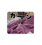 いりこのスタンプ 動くねこ（個別スタンプ：6）