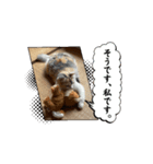 いりこのスタンプ 動くねこ（個別スタンプ：7）