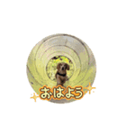 動くレオくんスタンプ（個別スタンプ：14）