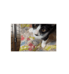 3姉妹猫のスタンプ（個別スタンプ：7）