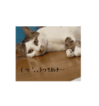 3姉妹猫のスタンプ（個別スタンプ：8）