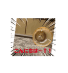 Lara_Siberian2（個別スタンプ：4）