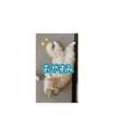 Lara_Siberian2（個別スタンプ：6）