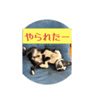 みろすけスタンプ2（個別スタンプ：5）
