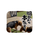 ワンコロリンスタンプ（個別スタンプ：3）