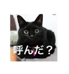 気まぐれ黒ニャン（個別スタンプ：1）