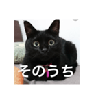 気まぐれ黒ニャン（個別スタンプ：2）