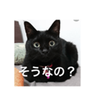 気まぐれ黒ニャン（個別スタンプ：4）