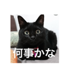 気まぐれ黒ニャン（個別スタンプ：6）