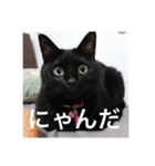 気まぐれ黒ニャン（個別スタンプ：7）