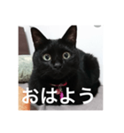 気まぐれ黒ニャン（個別スタンプ：8）