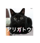 気まぐれ黒ニャン（個別スタンプ：10）