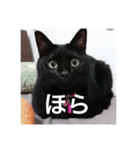 気まぐれ黒ニャン（個別スタンプ：11）