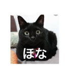 気まぐれ黒ニャン（個別スタンプ：16）