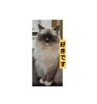 あおルナのお言葉（個別スタンプ：3）