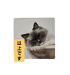 あおルナのお言葉（個別スタンプ：4）