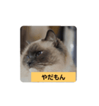 あおルナのお言葉（個別スタンプ：5）