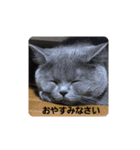 あおルナのお言葉（個別スタンプ：6）