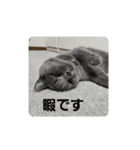 あおルナのお言葉（個別スタンプ：7）