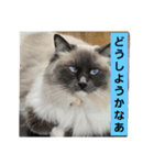 あおルナのお言葉（個別スタンプ：8）
