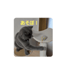 あおルナのお言葉（個別スタンプ：11）