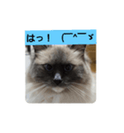 あおルナのお言葉（個別スタンプ：12）