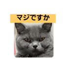 あおルナのお言葉（個別スタンプ：15）