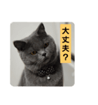 あおルナのお言葉（個別スタンプ：16）
