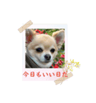 アエラのスタンプ2（個別スタンプ：5）