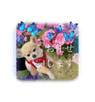 アエラのスタンプ2（個別スタンプ：8）