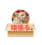 アエラのスタンプ2（個別スタンプ：15）