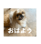 王子ありがとう（個別スタンプ：1）