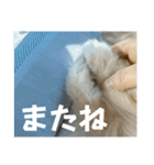 王子ありがとう（個別スタンプ：11）