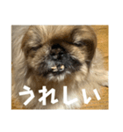 王子ありがとう（個別スタンプ：12）