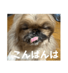 王子ありがとう（個別スタンプ：13）