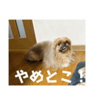 王子ありがとう（個別スタンプ：16）