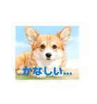 動く！コーギーのスタンプ（個別スタンプ：5）