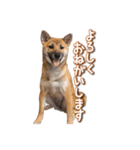 いないなすたんぷ（個別スタンプ：1）
