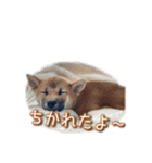 いないなすたんぷ（個別スタンプ：3）