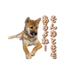 いないなすたんぷ（個別スタンプ：6）
