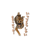 いないなすたんぷ（個別スタンプ：7）
