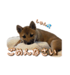 いないなすたんぷ（個別スタンプ：8）