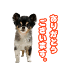 ぽっちゃん-敬語-（個別スタンプ：1）