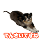ぽっちゃん-敬語-（個別スタンプ：2）