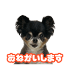 ぽっちゃん-敬語-（個別スタンプ：3）