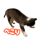 ぽっちゃん-敬語-（個別スタンプ：5）