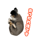 ぽっちゃん-敬語-（個別スタンプ：6）