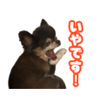 ぽっちゃん-敬語-（個別スタンプ：8）