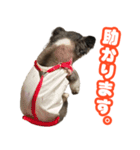 ぽっちゃん-敬語-（個別スタンプ：9）