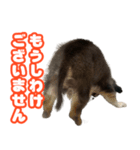 ぽっちゃん-敬語-（個別スタンプ：12）